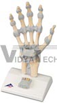 Hand Skeleton Model with Ligaments and carpal tunnel